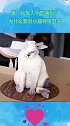 猫：这是人干的事吗？为什么要对小猫咪动刀子
