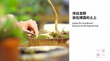 在微景观的世界走一走，把春天带回家