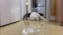 用保鲜膜屏障测试4只猫智商，土猫真的比品种猫聪明？