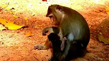 新生小猴子跌跌撞撞学走路，猴妈妈的反应刺激所有母亲！