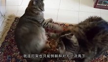 捕蝇草明明是一种植物，却偏偏要当宠物养，结果喂着喂着就死了