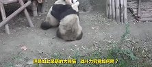 外表憨厚的大熊猫，战斗力到底有多强？今天可算知道了
