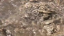 美丽的沙滩上吸引来各种各样的奇特生命！