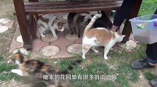 主人家新来一只流浪猫，混熟后变成大佬坐姿：我是这花园最靓的崽