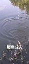 户外野钓，这地方鲫鱼太多了，下杆即中