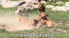 狮群围攻落单母狮，打到一半才发现是自己人，狮王尴尬的脚趾扣地