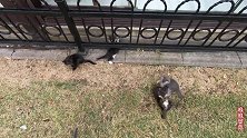 七只小野猫饭量好大，吃到一半美女还要给它们加餐，不然不够吃