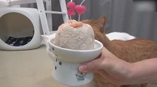 好馋嘴的猫咪，这期待的小模样，忍不住笑了出声！