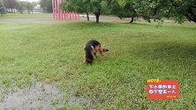 下雨天，不要带着大德牧出门，它可能会变成一只二哈