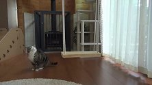 自从猫咪学会了荡秋千，从此乐此不疲晃得很安逸