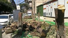 痛心！成都300年桂花巷桂花树全砍光 官方：观感不好