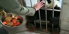 熊猫：奶妈把金虎的工作餐拿走，金虎马上喊她拿回来。
