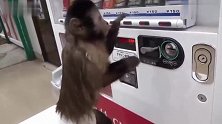 猴子买饮料连拍50掌售货机掉出葡萄汁