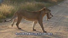 小狮子不听妈妈的话，大狮子一口叼起小狮子过马路，真是没谁了