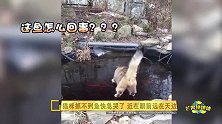 猫咪抓不到鱼快急哭了近在眼前远在天边