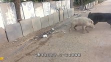 这才是野猪的真实力！不吹不黑，比特犬被打的怀疑狗生！