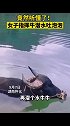 9月7日湖南怀化 女子指挥水牛潜水吐泡泡 它竟然听懂了水牛
