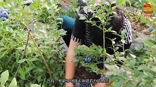 天然的泻药找到了，隔天排宿便，口臭或满满消失，身材越来越好