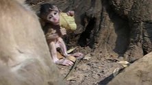 看看大猴子挣得很好，猴妈妈让它的猴宝宝一个人走
