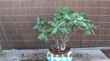 大妈教的养玉树技巧，5个月成老桩，看着像养了1年
