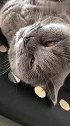 你就不能好好睡觉么，别人家的猫咋那么乖呢！