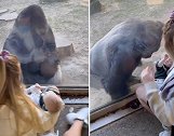 美国一动物管理员休产假时将女儿带去“介绍”给大猩猩