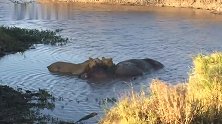 四头流浪雄狮在河里捡食河马，鬣狗在水塘练习游泳，准备收拾残渣