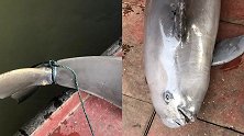 洞庭湖现江豚尸体被绑两块砖 工作人员：可能是被人杀害后抛尸
