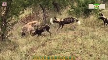 3条鬣狗对决4条野狗，意想不到的事情发生了，镜头拍下全过程