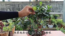 养龙船花，季节要分明，不同季节要不同养护