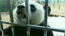 这只大熊猫要成精了？会和人唠嗑还一问一答，因此还上了央视！