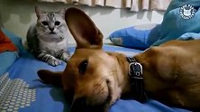 狗狗睡觉打呼噜，被身后的猫一巴掌拍蒙了，看一遍笑一遍