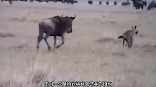 鬣狗竟独自肢解活角马，内脏掉了一地，惨被活吃