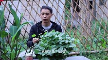 铜钱草出现倒扶？喝“2克它”整棵植株挺直翠绿