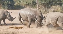 为保护幼崽，南非犀牛妈妈与2点3吨重雄性犀牛搏斗