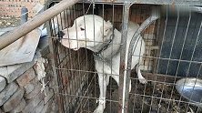 杜高犬伤人被关禁闭，看它忧郁的眼神