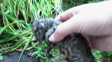暴雨过后，小猫咪在地上奄奄一息，路上人好心将它救下来！