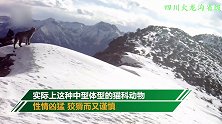 “狠角色”现身！四川甘孜拍到猞猁活动清晰影像