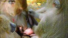 母猴用力拽下小猴，小猴大声尖叫跑向猴妈，猴妈紧紧抱住小猴！