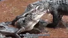 2米长鳄鱼被咬中七寸，死亡翻滚痛不欲生，这力道钢铁都抗不住