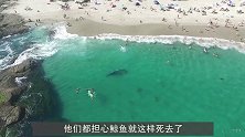 鲸鱼一心求死，拼命往沙滩上游，专家在肚子里发现了“秘密”！