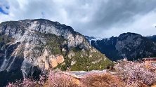 香格里拉秘境巴拉格宗的野生桃花，4月进入盛花期