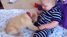 小萌宝与爱狗的甜蜜互动，都被它舔得害羞了，真让人哭笑不得！
