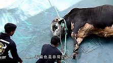 牛儿死活不肯下车，被人强行拽倒在地，网友：看着可怜却无能为力