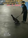 重庆：偶遇男孩在车库遛鸭子，女子询问得知它是今晚的伙食