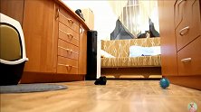 狸花猫：铲屎官受不了我的猫叫声，太诱惑了