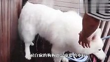 铲屎官带萨摩耶去游泳，不料狗狗不敢下去，下一秒笑翻了