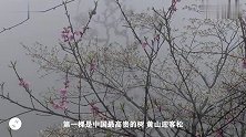 中国最贵的两棵树，福建安徽各一棵，你知道是什么树吗