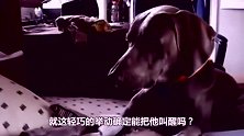 铲屎官睡懒觉，猫咪叫主人起床的方式真霸气，猫-不信治不了你