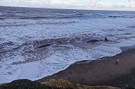 英国：十头抹香鲸被冲上东约克郡海滩，不幸全部死亡